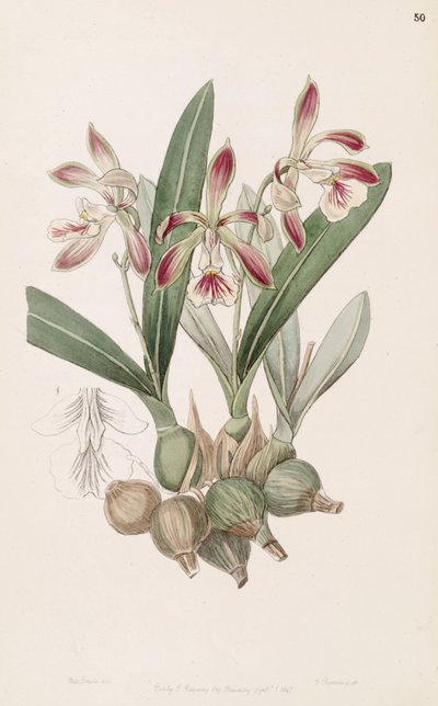 Encyclia pyriformis - Miss Drake